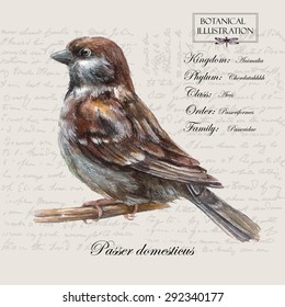 Hand drawn zoological illustration in vintage style.Vector watercolor hand drawn sparrow on vintage background with letters and text.