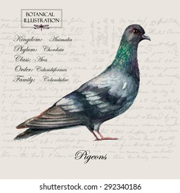 Hand drawn zoological illustration in vintage style.Vector watercolor hand drawn pigeon on vintage background with letters and text.