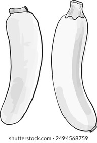 hand drawn Zucchini, illustration of Zucchini	