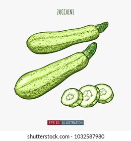 Hand drawn zucchini isolated. Template for your design works. Engraved style vector illustration.