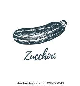 Hand drawn zucchini on white background. Vector illustration of vegetable. Vegetarian food sketch. Farm market product.