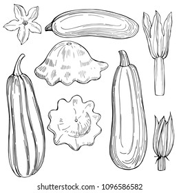 Hand drawn zucchini  and squash on white background.Vector sketch  illustration.