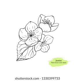Hand drawnJasmine flower with leaves. Traced by hand. Black line botanical drawing.