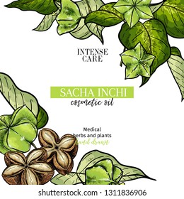Hand drawnsacha inchi branch and fruits. Engraved colored vector banner. Moisturize and healing.Essential oil, aromatherapy, rich protein serum. For cosmetic package design, medicinal herb, treating