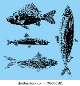 Hand drawnsea fish collection doodle. herring, carp, smelt, sardine sketch set