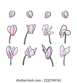 Hand DrawnWatercolor pink floral cyclamen , Cyclame flowers isolated on white background. 