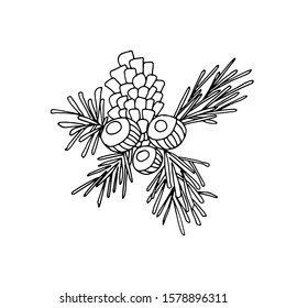 Hand draws a liner Christmas tree branch with a cone. Christmas composition on white isolate for design, t-shirts, cards