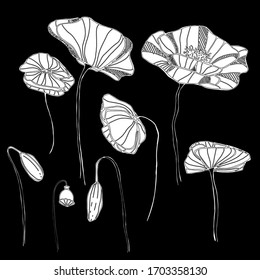 Hand draws a set with poppy seeds. Beautiful drawings with patterns and small details. set with poppies, wildflowers, garden flowers. Poppy from a different angle. For design, textile, wallpaper, 