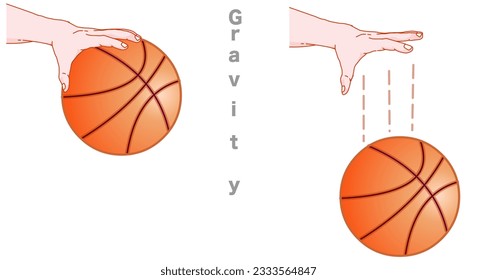 Hand dropping basketball ball, bounce, gravity test. Object falling down. Newton idea universal law. School, education lesson experiment. Weight and mass. Inertia, motion. Physics illustration vector