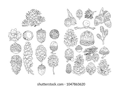 hand drow acorns & strobiles sketch