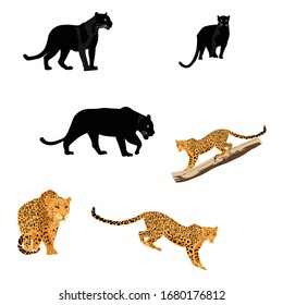 Hand drown illustration of jaguar and leopard animals. Exotic safari set.