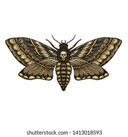 hand drrawn monochrome deadhead butterfly isolated vector