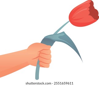 Hand give tulip. Romantic gift. Floral present isolated on white background