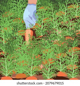 A hand in a glove pulls carrots out of the garden, a carrot bed, harvesting, autumn, root crops.
