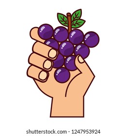 hand with grapes on white background