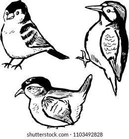 hand graphics woodpecker, Chaffinch and Wren isolated on white background
