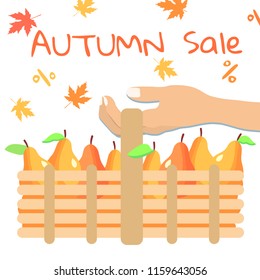 Hand holding a basket of fresh pears. Vector illustration.Flat style design. Concept sale. Banner of autumn season.
