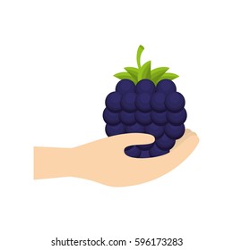 hand holding blackberry fruit vector illustration eps 10