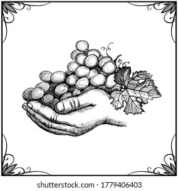 Hand holding bunch of grapes, hand drawn graphic vector illustration