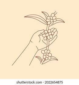 Hand holding coffee plant isolated vector illustration. Picking up fresh berries from tree design element. 