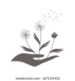 hand holding dandelion flowers, vector