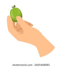 Hand holding feijoa vector isolated. Sweet tropical fruit in hand. Exotic natural dessert. Organic nutrition.