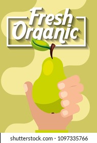 hand holding fresh organic fruit pear