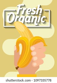 hand holding fresh organic fruit banana