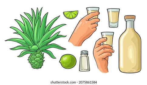 Hand holding glass tequila. Cactus blue agave, salt, bottle and lime. Set of alcoholic cocktails. Vintage color vector illustration. Isolated on white