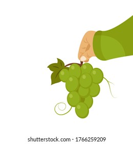Hand holding grape branch vector illustration isolated on white background	