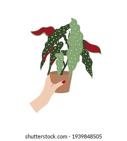 Hand Holding House Plant Vector Illustration. Plant Lady With Begonia Maculata 