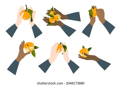 Hand holding juicy orange, mandarin, clementine, tangerine. Fresh citrus fruit. Christmas mood. Healthy organic food. Ripe fruits with leaves. Vector flat cartoon botanical illustration