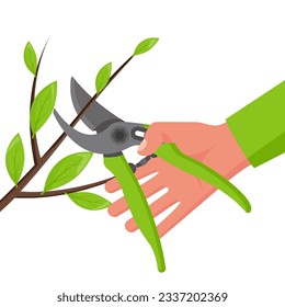 Hand holding opened secateurs isolated on white background. Gardener pruning bush branches in garden. Scissors for trimming branches. Vector illustration flat design. 