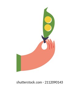 Hand holding peas. summer vegetables. Flat vector illustration. Funny colored typography poster. vegetables lover concept. Isolated.
