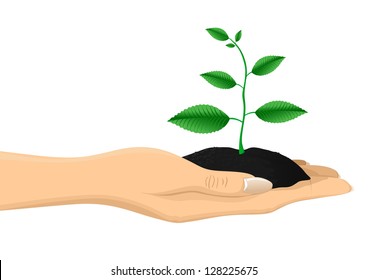 Hand Holding a Plant