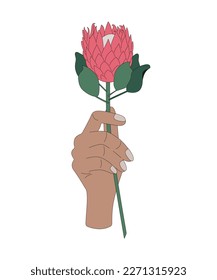 Hand holding protea. Floral. Stylish decorative design. Blooming flowers. Romantic present for a loved one. Elegant woman hand isolated. For postcards, print, sticker