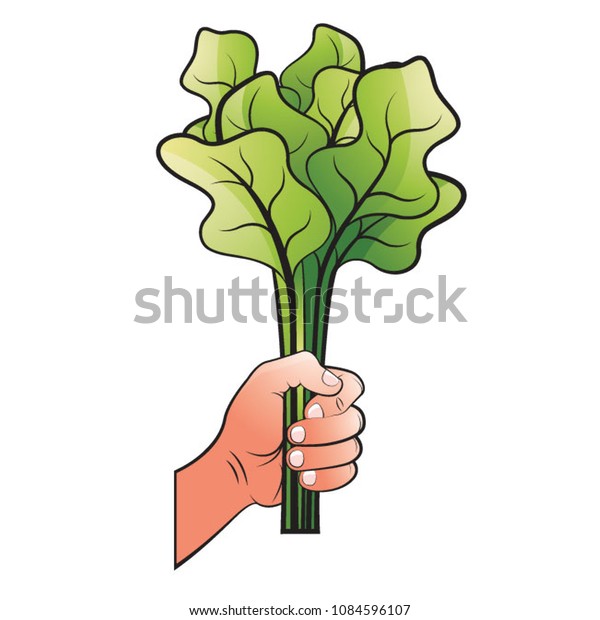 Hand Holding Radish Leaves Vector Drawing Stock Vector (Royalty Free