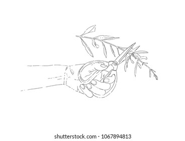 Hand holding a shear and olive branch 