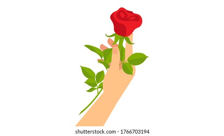 Hand holding a single red rose. Symbol of love, affection, togetherness. White background.