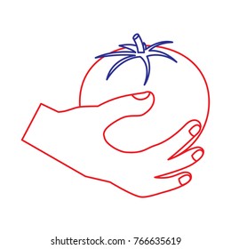 hand holding tomato vegetable food health