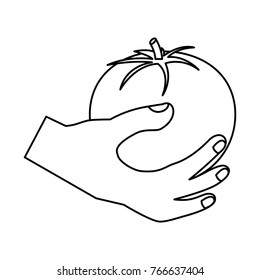 hand holding tomato vegetable food health