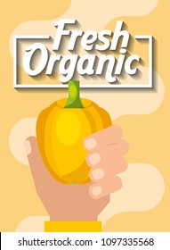 hand holding vegetable fresh organic yellow pepper
