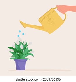 Hand holding watering can. Watering home plant in pot