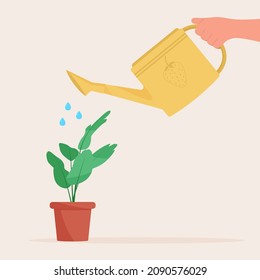 Hand holding watering can. Watering home plant in pot