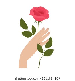 Una mano sostiene una rosa. Flor delicada de la tarjeta de felicitación. Ilustración de stock de Vector. aislado sobre fondo blanco. 