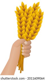 A hand holds up a sheaf of wheat on a white background