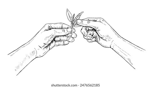 Hand holds Tea leaves. Vector handdrawn illustration. The picker picked a sprout sketch drawing. Black and white vintage art. Editable composition. A farmer plants a plant. For printing on packages