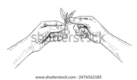 Hand holds Tea leaves. Vector handdrawn illustration. The picker picked a sprout sketch drawing. Black and white vintage art. Editable composition. A farmer plants a plant. For printing on packages