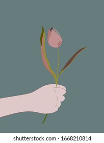 hand holds a tulip. Vector illustration with hand holds a beautiful tulip on a gray background in vintage style. contrast graphics. man gives a spring bouquet of flowers.