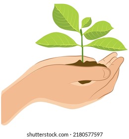 hand holds a young plant on a white background. ecological earth day concept